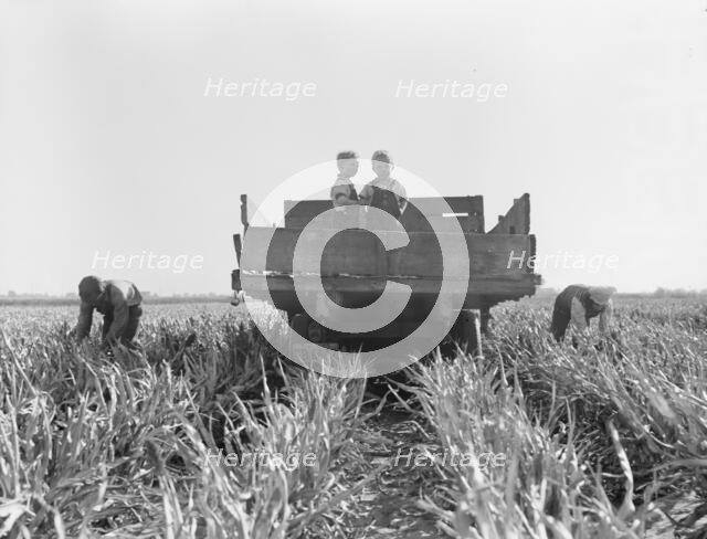 Formerly rehabilitation clients now operating own farm, near Manteca, California, 1938. Creator: Dorothea Lange.