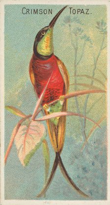 Crimson Topaz, from the Birds of the Tropics series (N5) for Allen & Ginter Cigarettes Bra..., 1889. Creator: Allen & Ginter.