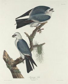 Mississippi Kite, 1831. Creator: Robert Havell.