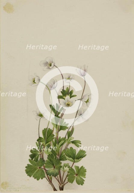 Northern Anemone (Anemone parviflora), 1924. Creator: Mary Vaux Walcott.