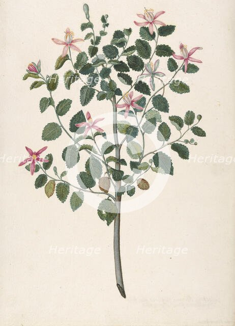 Study of a Plant with Red-Purple Flowers (Sebastiana africana purpurea), 1695. Creator: Maria Monninckx.