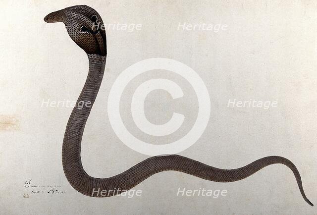 Indian cobra, with 'spectacle' marking on hood, 1782. Creator: Bhawani Das.