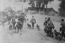 German Red Cross Dogs going to front, between c1915 and 1918. Creator: Bain News Service.