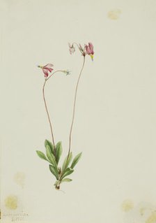 Slender Shootingstar (Dodecatheon pauciflorum), 1909. Creator: Mary Vaux Walcott.