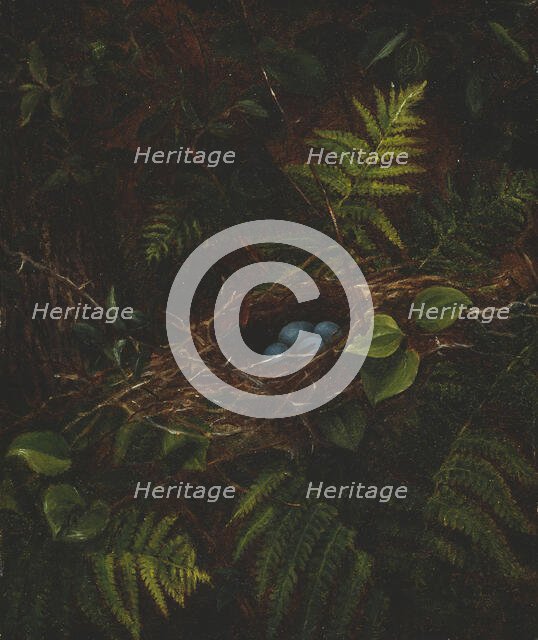 Bird's Nest and Ferns, 1863. Creator: Fidelia Bridges.