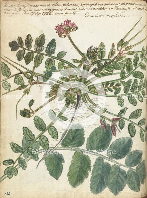 Cape meadow herb, 1786. Creator: Jan Brandes.