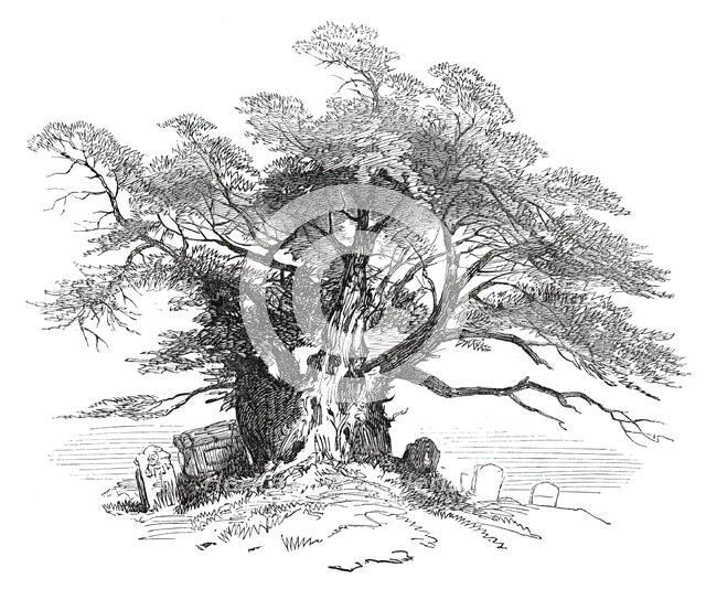 Leaves from a Sketch-Book - Bits of Kent: Yew-Tree, Horton Kirby, 1876. Creator: Unknown.