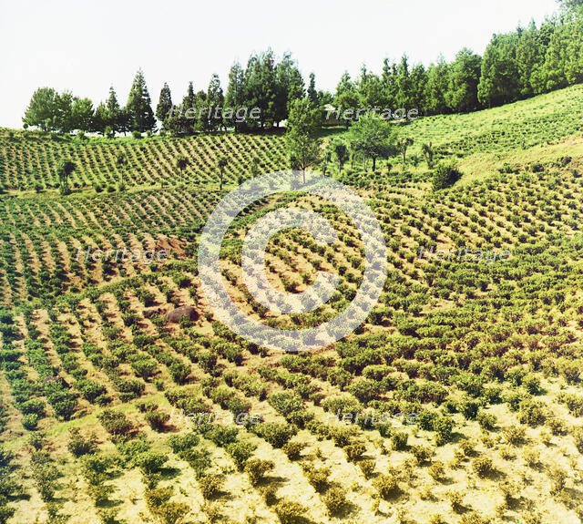 Tea plantations, Chakva, between 1905 and 1915. Creator: Sergey Mikhaylovich Prokudin-Gorsky.