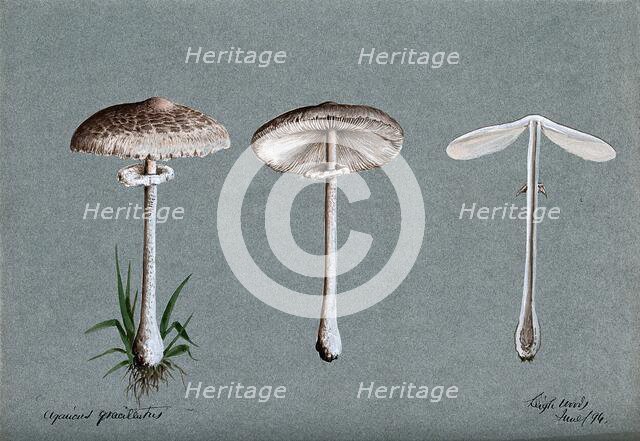 A fungus (Agaricus graciliatus): three fruiting bodies, 1894. Creator: Unknown.
