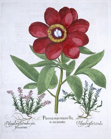 Peony and two polygalons, 1613. Artist: Unknown
