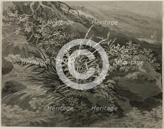 Corner of the Meadow with Reeds and Other Plants, c. 1800. Creator: Adrian Zingg.