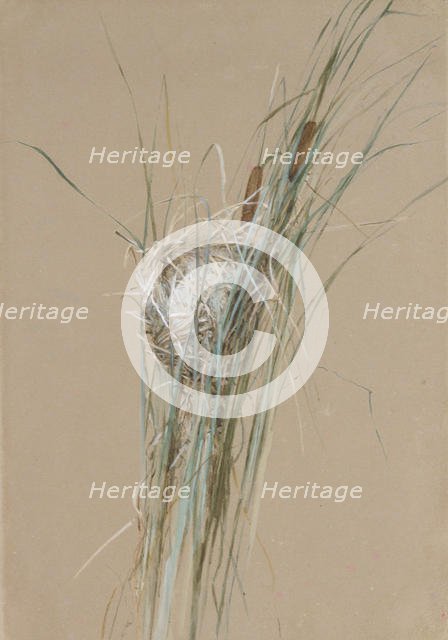 Bird's Nest in Cattails, ca. 1875. Creator: Fidelia Bridges.