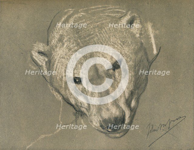 'Study of a Polar Bear's Head', c1901. Artist: John MacAllan Swan.