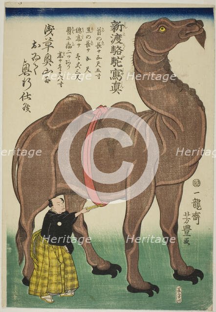 True Drawing of a Newly Arrived Camel (Shinto rakuda shashin), 1863. Creator: Utagawa Yoshitoyo.