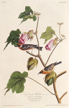 The bay-breasted warbler. From "The Birds of America", 1827-1838. Creator: Audubon, John James (1785-1851).