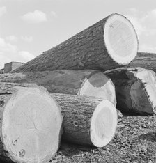Logs piled in the mill yard, Keno, Klamath County, Oregon, 1939. Creator: Dorothea Lange.