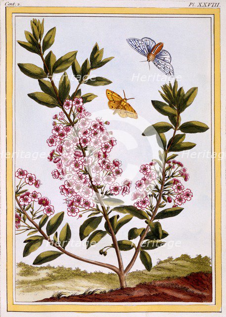 Sheep's Laurel (Kalmia augustifolia), pub. 1776. Creator: Pierre Joseph Buchoz (1731-1807).