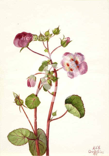 Eremalche rotundifolia, 1935. Creator: Mary Vaux Walcott.