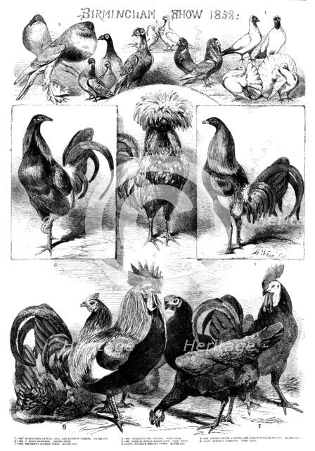 Birmingham Show, 1858. Creator: Harrison Weir.