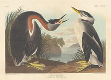 Red-necked Grebe, 1836. Creator: Robert Havell.