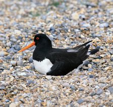 Oystercatcher.