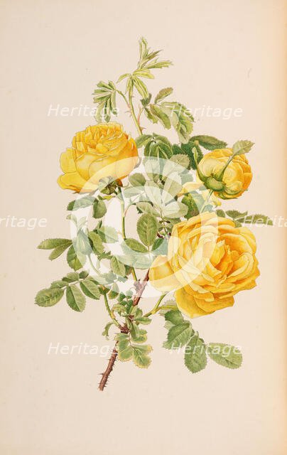 Illustration from The genus rosa by Ellen Willmott, 1914. Creator: Parsons, Alfred William (1847-1920).