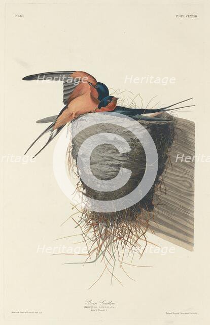 Barn Swallow, 1833. Creator: Robert Havell.
