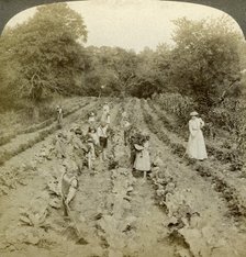 Children working in a vegetable garden, Salvation Army Home, Spring Valley, New York, USA.Artist: Underwood & Underwood