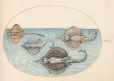 Animalia Aqvatilia et Cochiliata (Aqva): Plate XXX, c. 1575/1580. Creator: Joris Hoefnagel.