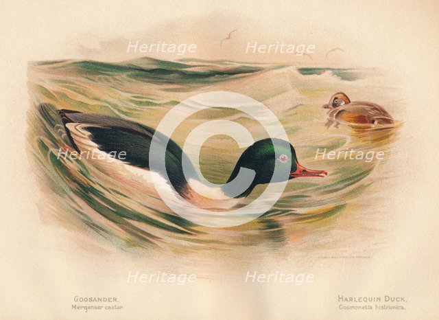 'Goosander (Merganser castor), Harlequin Duck (Cosmonetta histrionica)', 1900, (1900). Artist: Charles Whymper.