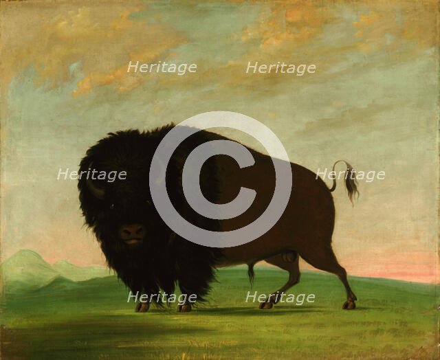 Buffalo Bull, Grazing on the Prairie, 1832-1833. Creator: George Catlin.