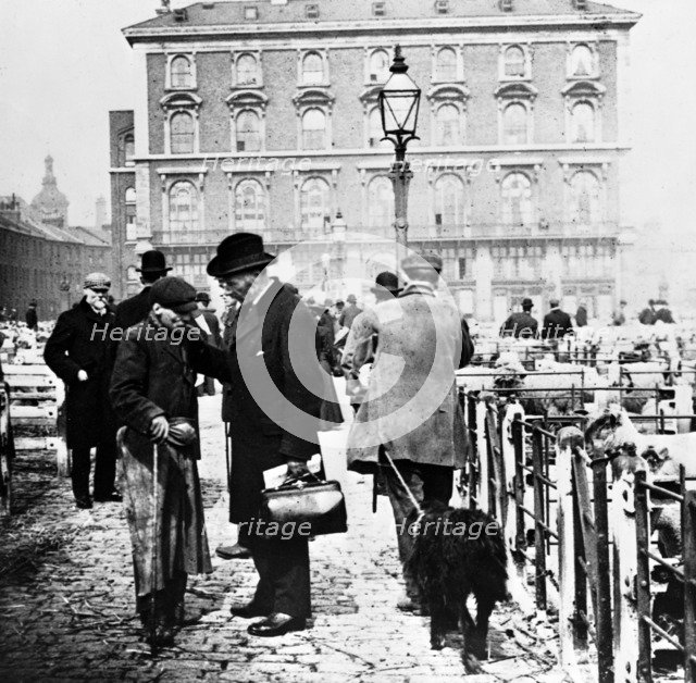 Caledonian Cattle Market, Copenhagen Fields, Islington, early 20th century. Artist: John Galt