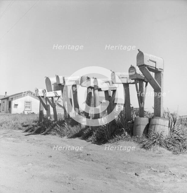 Mail boxes of lettuce workers. Settlement on outskirts of Salinas, California, 1939. Creator: Dorothea Lange.