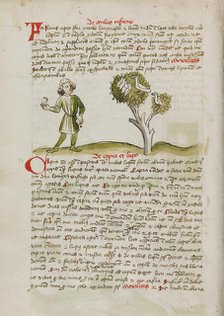 A Man Throwing at Birds Perched in a Tree; Fables, third quarter of 15th century. Creator: Unknown.