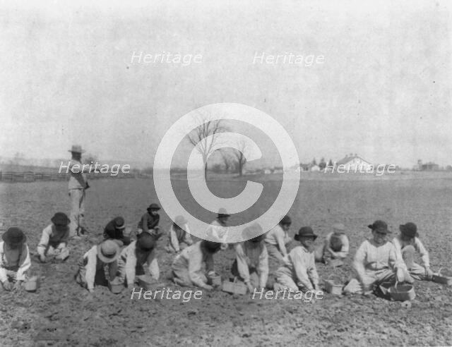 Carlisle Indian School, Carlisle, Pa. Boys digging for potatoes(?) in field, 1901. Creator: Frances Benjamin Johnston.