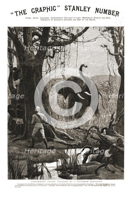 'The Graphic' Stanley Number; Lieutenant Stairs Charged by a Wounded Elephant', 1890. Creator: Unknown.