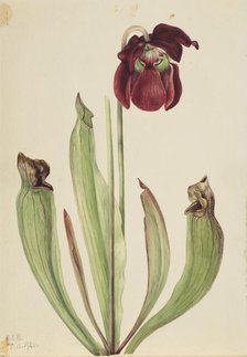 Hybrid Pitcherplant (Sarracenia rubra xs purpurea venosa), 1920. Creator: Mary Vaux Walcott.