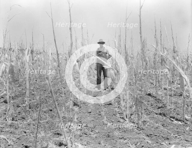 Corn, drought-stricken and eaten off by grasshoppers. Near Russelville, Arkansas, 1936. Creator: Dorothea Lange.