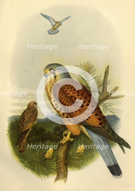 'Kestrel', 1862, (1942).  Creator: Joseph Wolf.