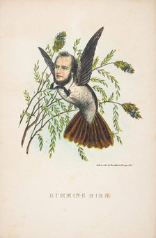 Humming Bird (Thomas B. Florence), from The Comic Natural History of the Human Race, 1851. Creators: Henry Louis Stephens, L. Rosenthal.