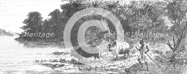 'Crocodile attempting to seize an Ox; Journey from the Senegal to the Niger', 1875. Creator: Unknown.