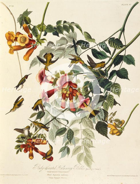 The ruby-throated hummingbird. From "The Birds of America", 1827-1838. Creator: Audubon, John James (1785-1851).