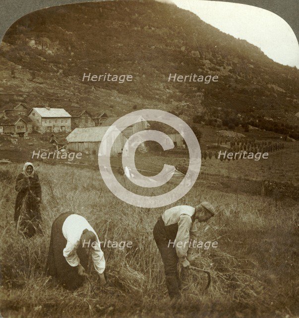 'Harvesting barley on a Mindresunde farm in the valley near Olden, Norway', c1905. Creator: Unknown.