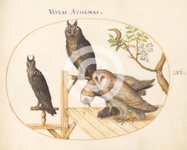 Animalia Volatilia et Amphibia (Aier): Plate LVI, c. 1575/1580. Creator: Joris Hoefnagel.