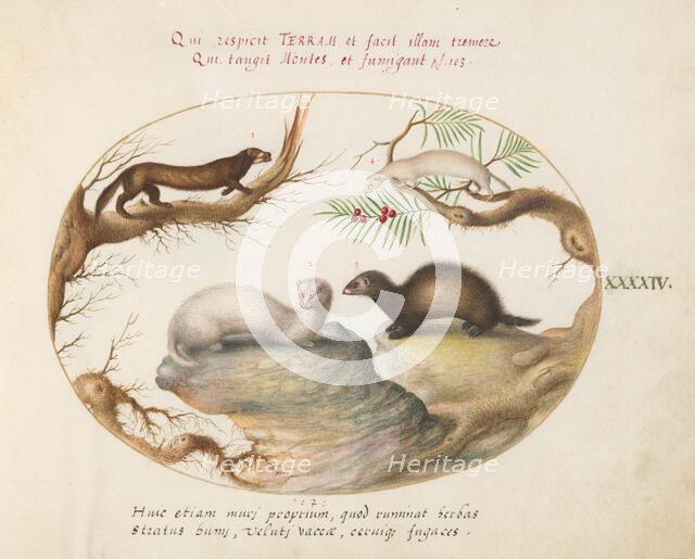 Animalia Qvadrvpedia et Reptilia (Terra): Plate XLIV, c. 1575/1580. Creator: Joris Hoefnagel.