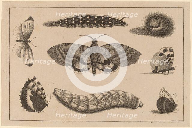 Three Caterpillars, a Moth, and Four Butterflies. Creator: Wenceslaus Hollar.