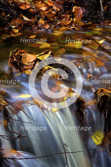 Autumn leaves in a stream above a waterfall, 2009. Artist: James McCormick.