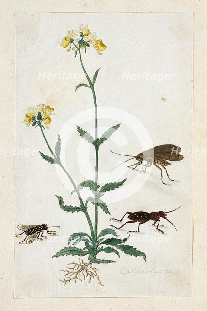 Calceolaria with three insects (Slipperwort), 1777-1786. Creator: Robert Jacob Gordon.