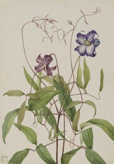 Curly Clematis (Clematis crispa), 1925. Creator: Mary Vaux Walcott.