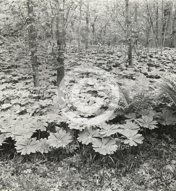 Mayapple (podophyllum), between 1915 and 1935. Creator: Frances Benjamin Johnston.